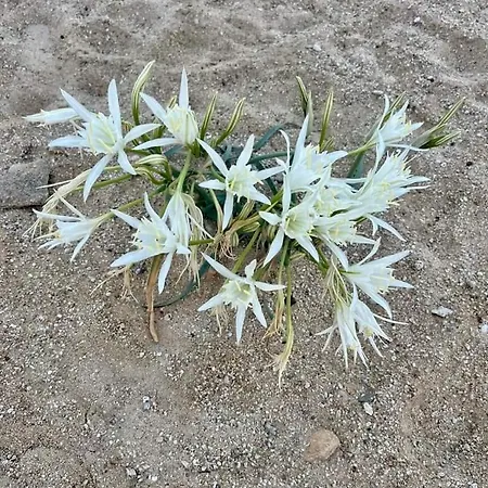 Апартаменты Fino